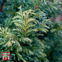 Chamaecyparis pisifera 'Boulevard'