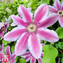 Clematis 'Carnaby'