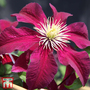 Clematis 'Niobe'