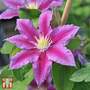 Clematis 'Red Pearl'