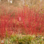 Cornus alba 'Siberian Pearls'