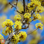 Cornus officinalis