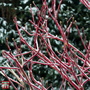 Cornus sericea 'Firedance First Editon'