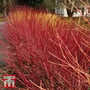 Cornus sericea 'Kelseyi'