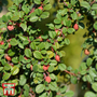 Cotoneaster microphyllus 'Streibs Findling'