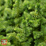 Cryptomeria japonica 'Compressa'