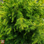 Cryptomeria japonica 'Vilmorin Gold'