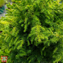 Cryptomeria japonica 'Vilmoriniana'