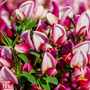 Cytisus 'Hollandia'