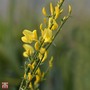 Cytisus x praecox 'Allgold'