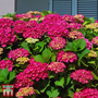 Hydrangea macrophylla 'Ab Green Shadow'