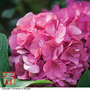 Hydrangea macrophylla 'King George V'