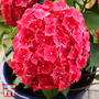 Hydrangea macrophylla 'Leuchtfeuer'