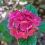 Hydrangea macrophylla 'Merveille Sanguine'