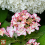 Hydrangea macrophylla 'Mirai'