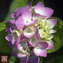 Hydrangea macrophylla 'Rosita'