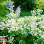 Hydrangea paniculata 'Early Sensation'