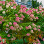 Hydrangea paniculata 'Mega Mindy'