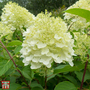 Hydrangea paniculata 'Silver Dollar'