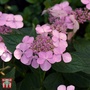 Hydrangea serrata 'Intermedia' (Acuminata)