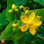 Hypericum 'Gemo'