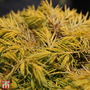 Juniperus conferta 'Allgold'