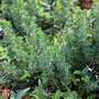 Juniperus rigida subsp. conferta 'Blue Pacific'