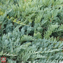 Juniperus horizontalis 'Blue Chip'