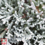 Juniperus horizontalis 'Icee Blue'