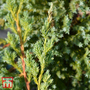 Juniperus squamata 'Blue Swede'