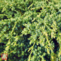 Juniperus squamata 'Dream Joy'