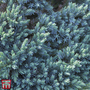 Juniperus squamata 'Tropical Blue'