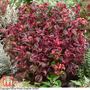 Leucothoe axillaris 'Twisting Red'