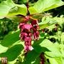 Leycesteria formosa 'Purple Rain'