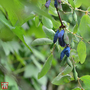 Lonicera kamtschatica 'Blue Velvet'