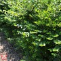 Lonicera pileata