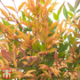 Nandina domestica 'Gulfstream'