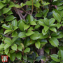 Osmanthus heterophyllus