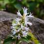 Pachysandra terminalis
