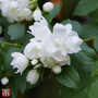 Philadelphus 'Snowbelle'