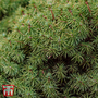 Picea abies 'Tompa'