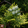 Thuja orientalis 'Fleck'