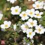 Potentilla fruticosa 'Crème Brule' First Edition