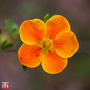 Potentilla fruticosa 'Hopleys Orange'