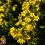 Potentilla fruticosa 'Kobold'