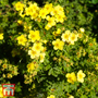 Potentilla fruticosa 'Sommerflor'