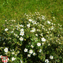 Potentilla tridentata 'Nuuk'