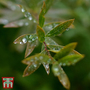 Salix purpurea 'Nana' (Hedging)