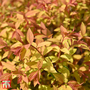 Spiraea japonica 'Golden Princess'
