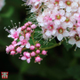 Spiraea japonica 'Little Princess'